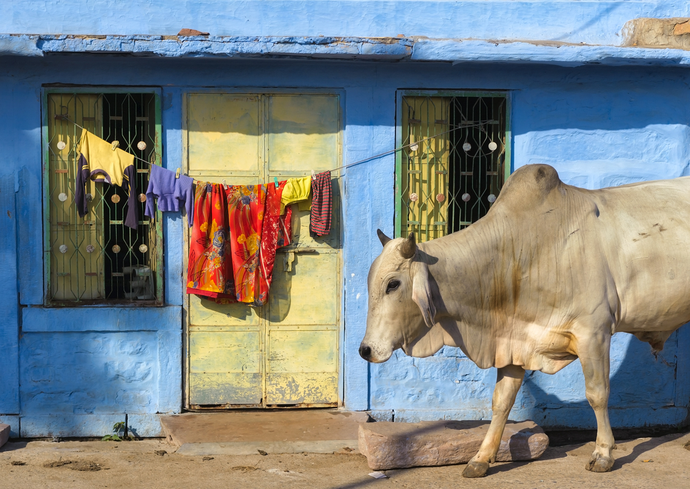 india cow